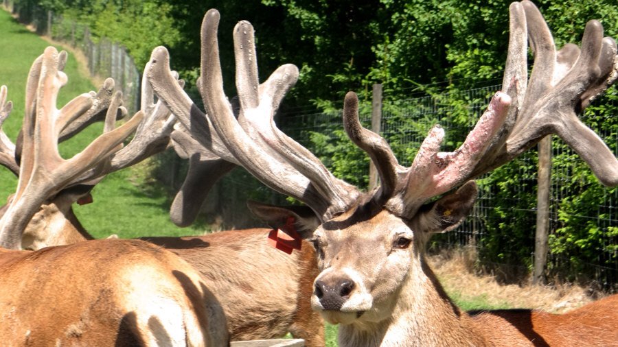 RUDZIE poronkasvatus poronkasvatus kuusipeuravasikat 05