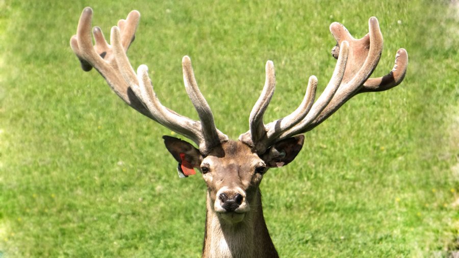 RUDZIE poronkasvatus poronkasvatus kuusipeuravasikat 06