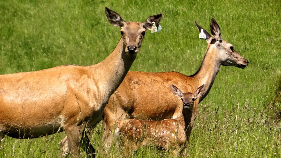 RUDZIE poronkasvatus poronkasvatus kuusipeuravasikat 07