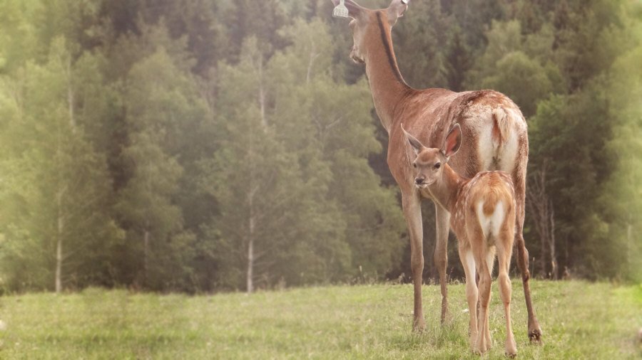 RUDZIE poronkasvatus poronkasvatus kuusipeuravasikat 09