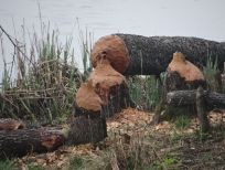 RUDZIE poronkasvatus poronkasvatus kuusipeuravasikat