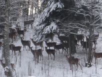 RUDZIE poronkasvatus poronkasvatus kuusipeuravasikat