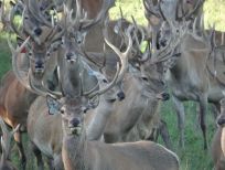 RUDZIE poronkasvatus poronkasvatus kuusipeuravasikat